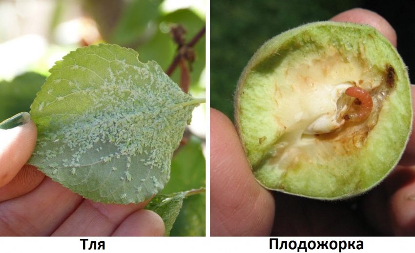 Шкідники абрикоса Шкідники абрикоса