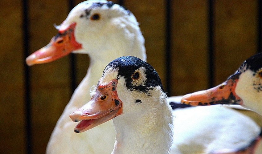 Качки муларди Качки муларди