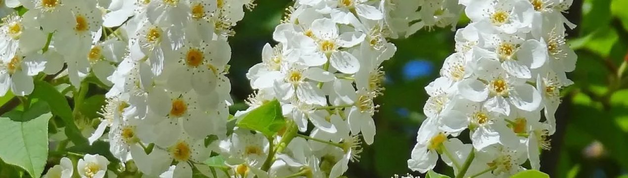 У Миколаївській області виробляють борошно з черемхи
