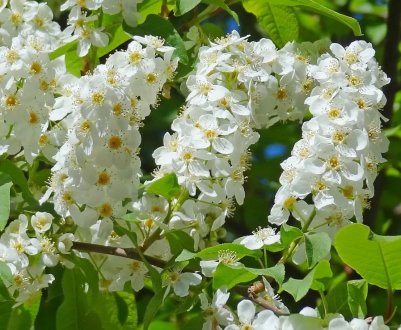 У Миколаївській області виробляють борошно з черемхи 