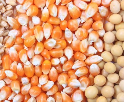 Grain Alliance розпочала посівну кампанію сої та кукурудзи