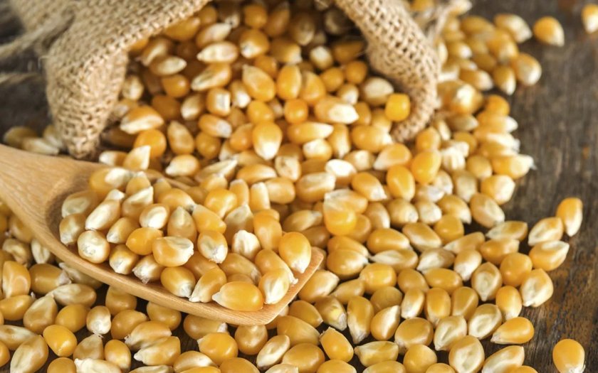 Grain Alliance начала посевную кампанию сои и кукурузы Grain Alliance начала посевную кампанию сои и кукурузы