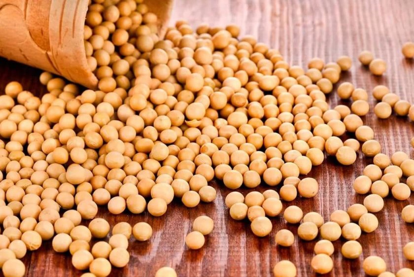 Grain Alliance начала посевную кампанию сои и кукурузы Grain Alliance начала посевную кампанию сои и кукурузы