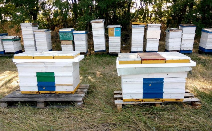 Какой улей лучше: виды, по каким критериям выбирать, ТОП-4 лучших варианта, советы начинающим пчеловодам