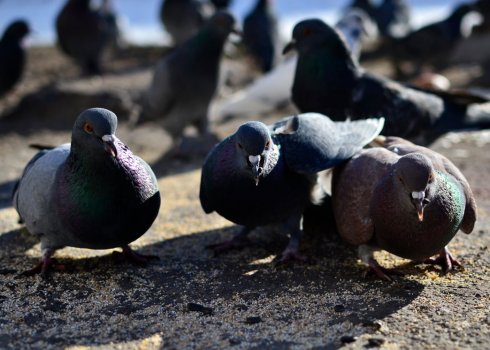 Віспа голубів: лікування та профілактика