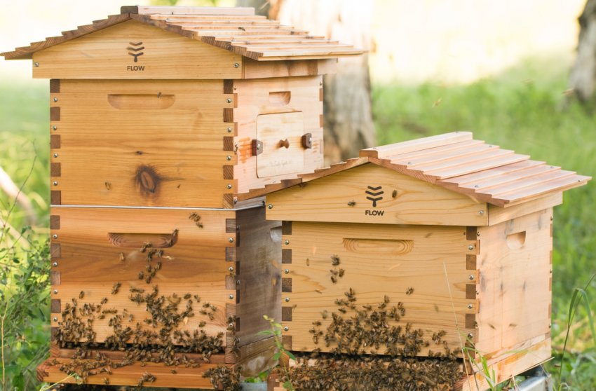 Какой улей лучше: виды, по каким критериям выбирать, ТОП-4 лучших варианта,  советы начинающим пчеловодам