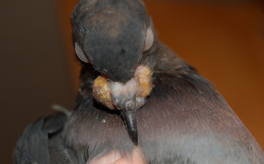 Чем лечить оспу у голубей во рту thumbnail