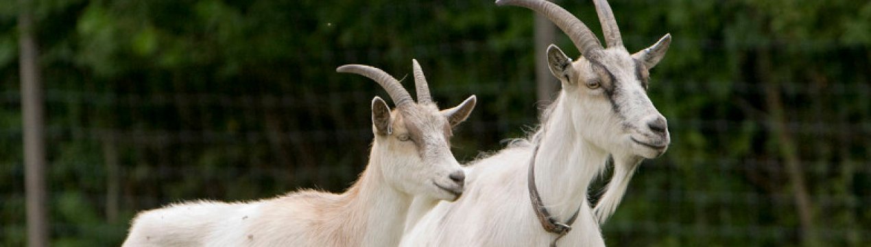 Скільки живуть кози в домашніх умовах