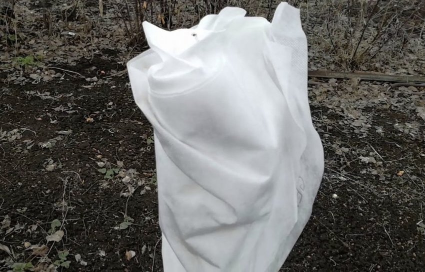 Утеплення персикового саджанця Утеплення персикового саджанця