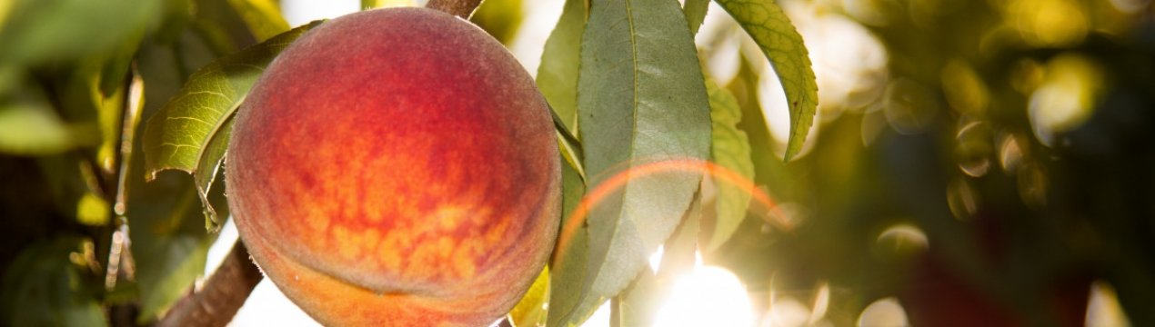 Особливості вирощування персика Київський ранній і догляду за ним