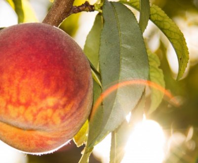 Особливості вирощування персика Київський ранній і догляду за ним