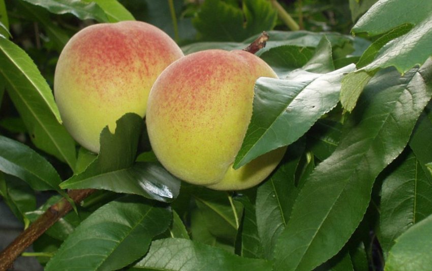Персик Київський ранній Персик Київський ранній