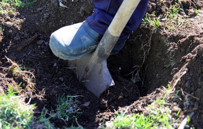 Підготовка ями для саджанця Підготовка ями для саджанця