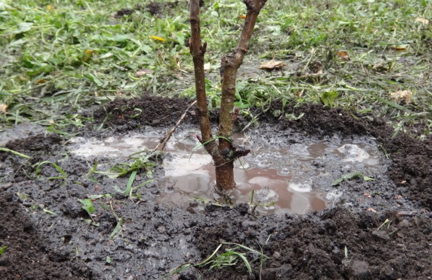 Полив персика Полив персика