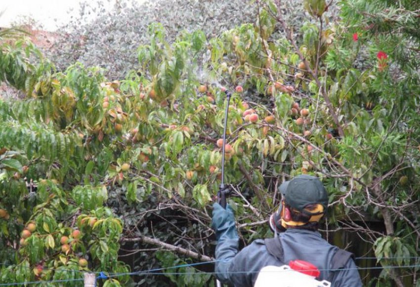 Обприскування персика Обприскування персика