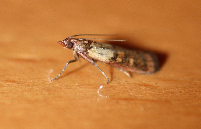 Фруктова моль Фруктова моль