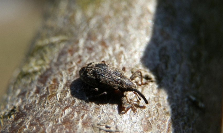 Довгоносик-квіткоїд Довгоносик-квіткоїд