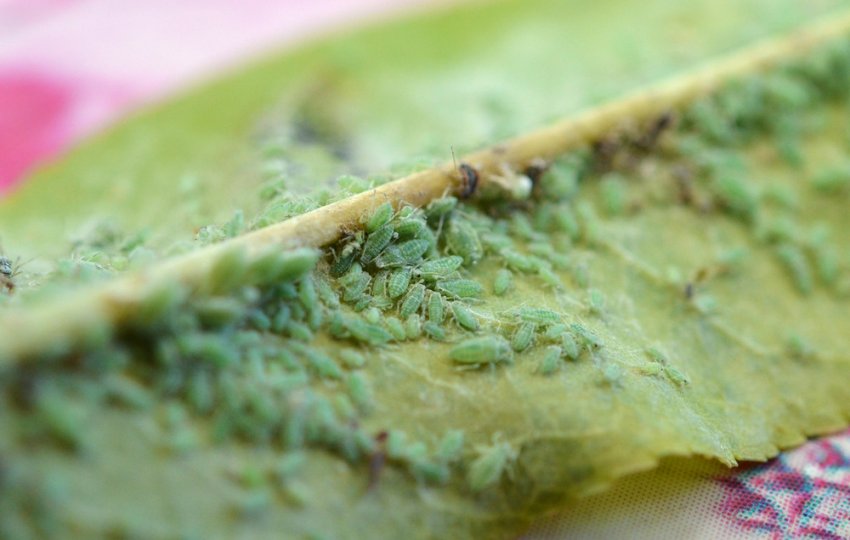 Попелиця на персику Попелиця на персику