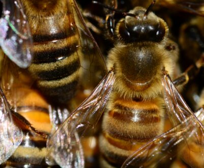 Різновиди препаратів для бджіл та їх застосування