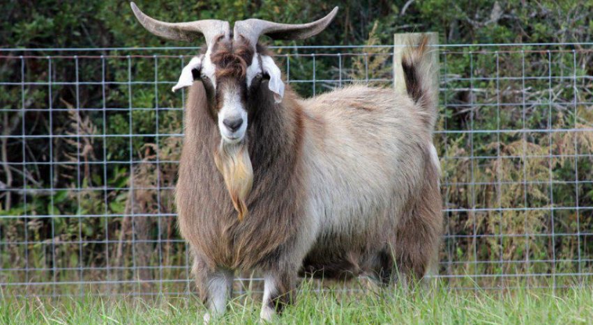 Кози кіко Кози кіко