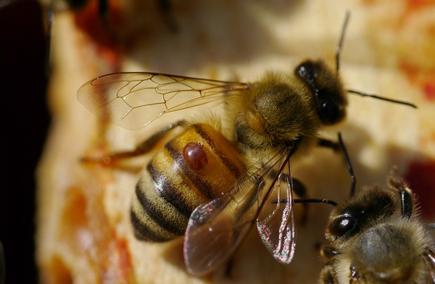 Тропилелапсоз пчел. Клещ варроа на пчеле. Варроатоз пчел. Варроатоз медоносных пчел. Варроатоз болезнь пчел.