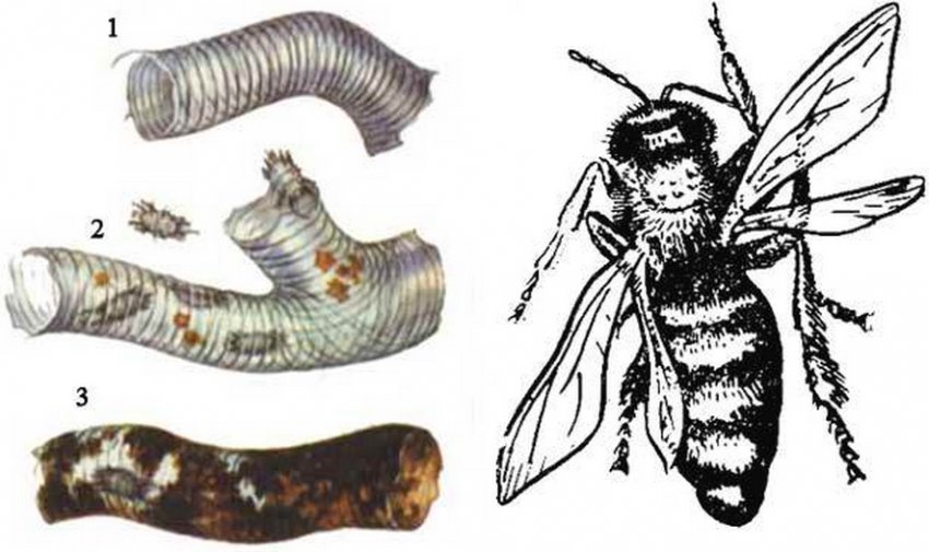 Акарапідоз у бджоли Акарапідоз у бджоли