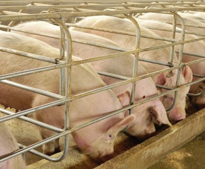 Свинарство як бізнес: рентабельність ідеї, як скласти бізнес-план