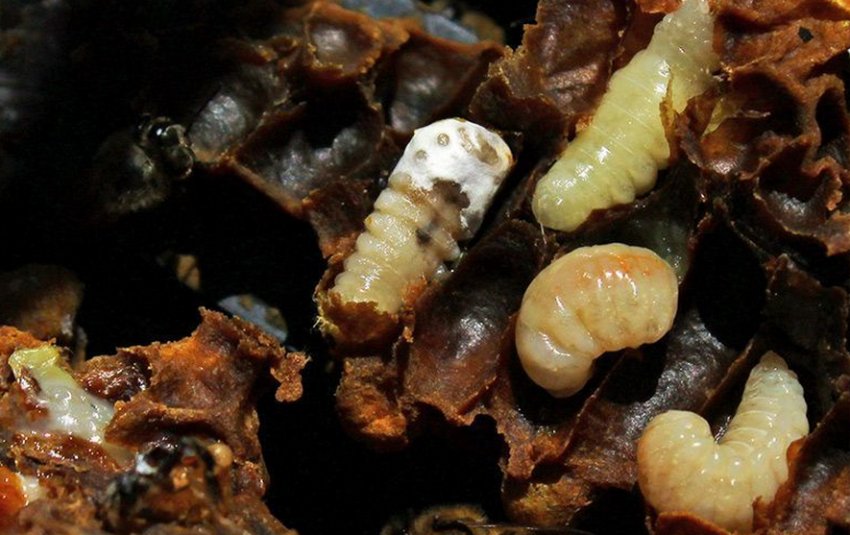 Аскосфероз і аспергільоз личинки Аскосфероз і аспергільоз личинки