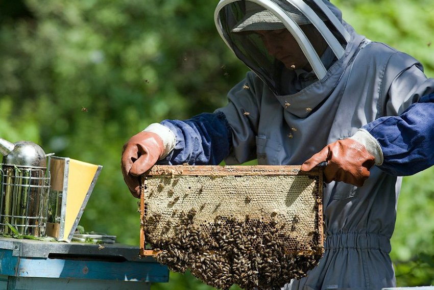Пасіка Пасіка