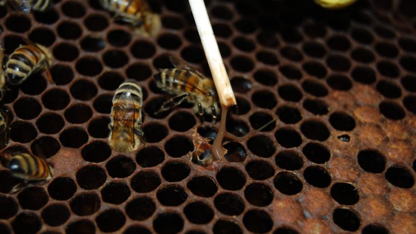 Гнилець у бджіл Гнилець у бджіл