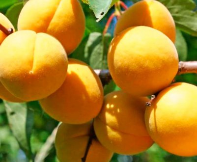 Опис і характеристика сорти абрикоса Десертний