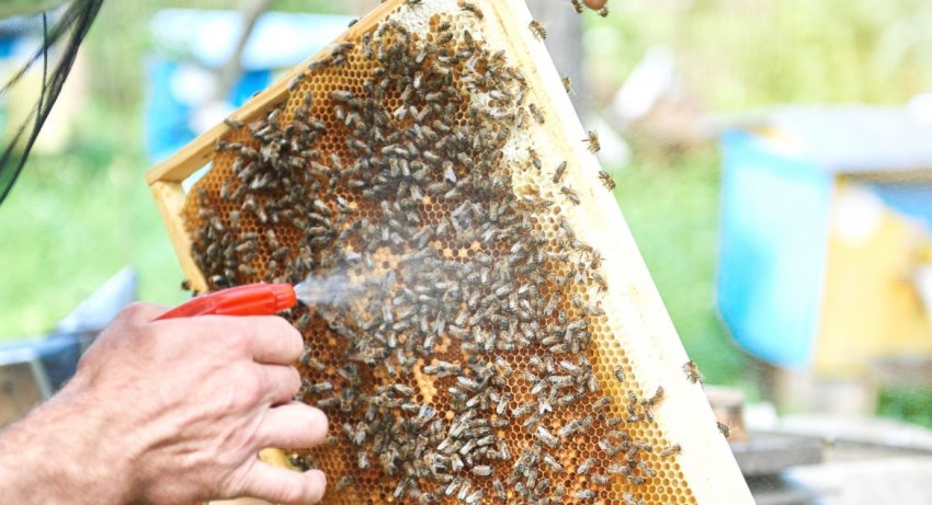 Препараты для пчёл: какие можно применять и какие нельзя, предосторожности  при применении, правила скармливания