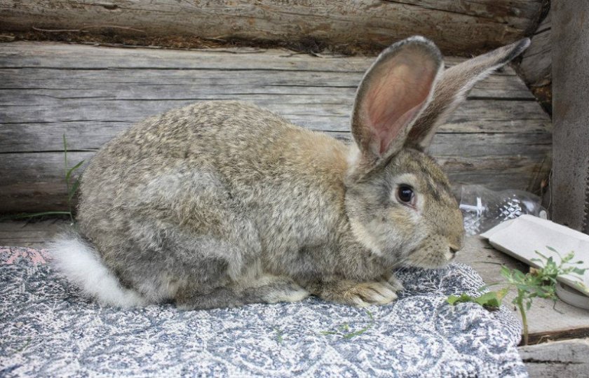 Кролик мясной породы