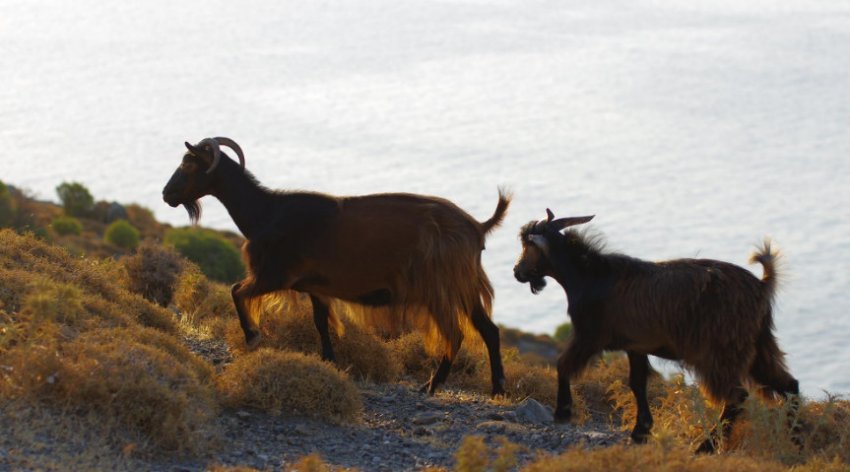 Грецькі кози Грецькі кози