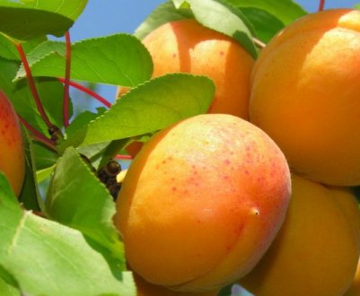 Абрикос сорти Жигулівський сувенір: характеристика та особливості вирощування