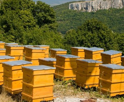 Особливості канадського бджільництва