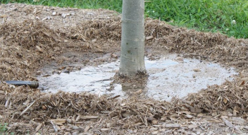 Влагозарядный полив