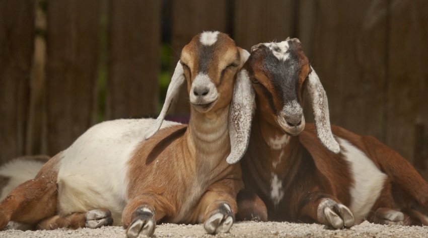 Нубійські кози Нубійські кози