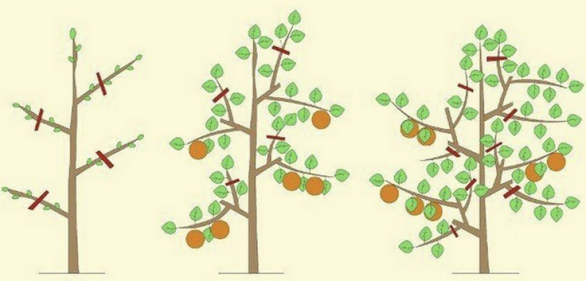 Формування колоновидеого персика Формування колоновидеого персика