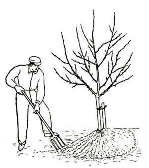 Перекопування пристовбурового кола