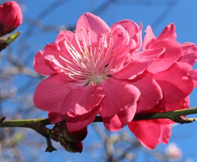 Характеристика і правила вирощування персика Донецький жовтий