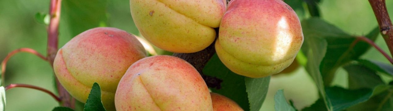 Абрикос сорту Чемпіон півночі: особливості садіння, вирощування та догляду