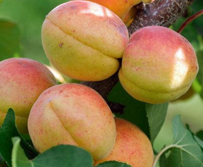 Абрикос сорту Чемпіон півночі: особливості садіння, вирощування та догляду