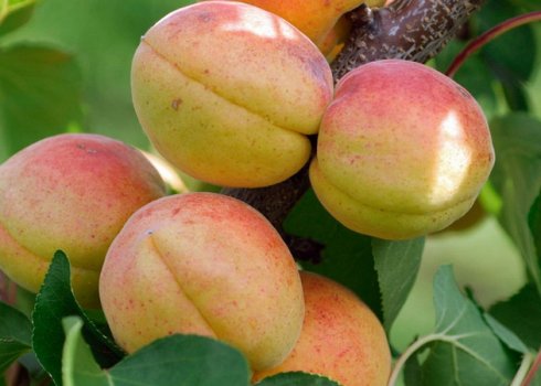 Абрикос сорту Чемпіон півночі: особливості садіння, вирощування та догляду