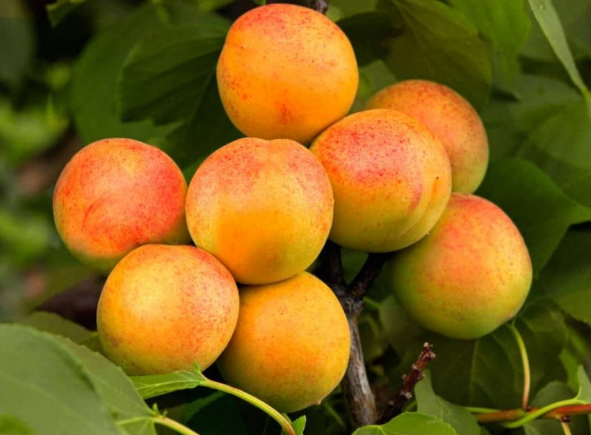 Абрикоса сорту Чемпіон півночі