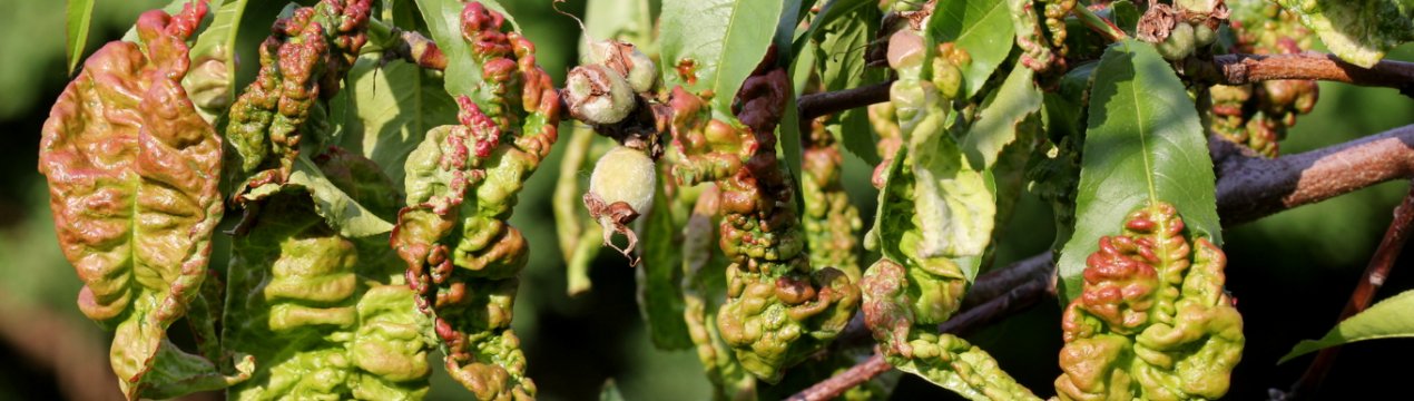 Як позбутися від кучерявості листя персика?