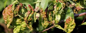 Обработка персика весной от болезней и вредителей когда чем и как опрыскивать