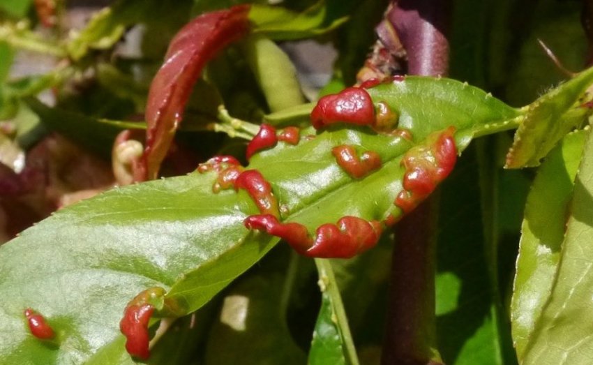 Кучерявість листя персика Кучерявість листя персика