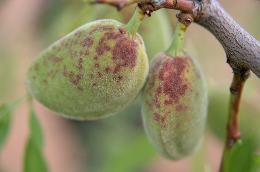 Клястероспоріоз абрикоса