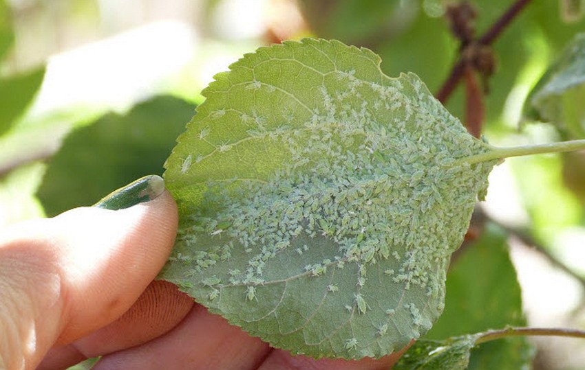 Попелиця на абрикосі